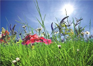 Bloemen- en kruidenmengsels